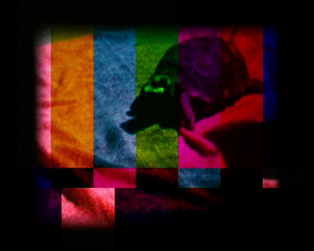 tortue